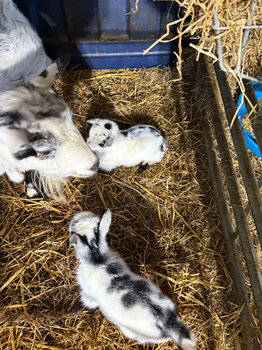 3  Baby kids ready for Christmas - Image 3