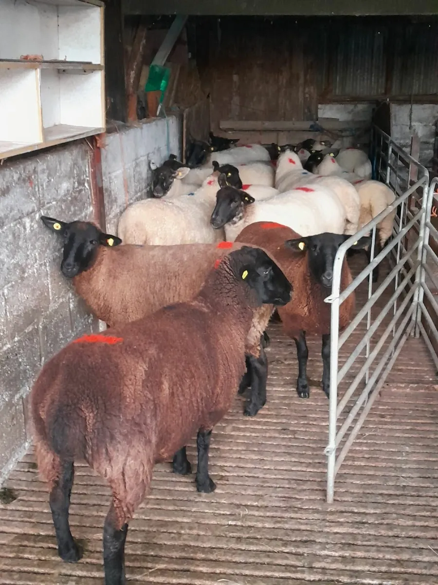 Suffolk ewe hoggets x 5 BLACK HOGGETS - Image 1