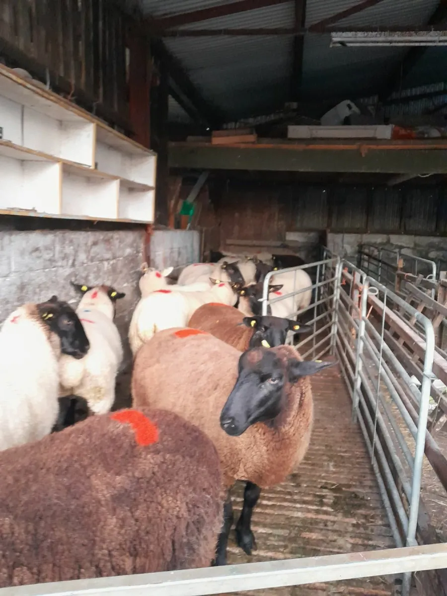 Suffolk ewe hoggets x 5 BLACK HOGGETS - Image 2