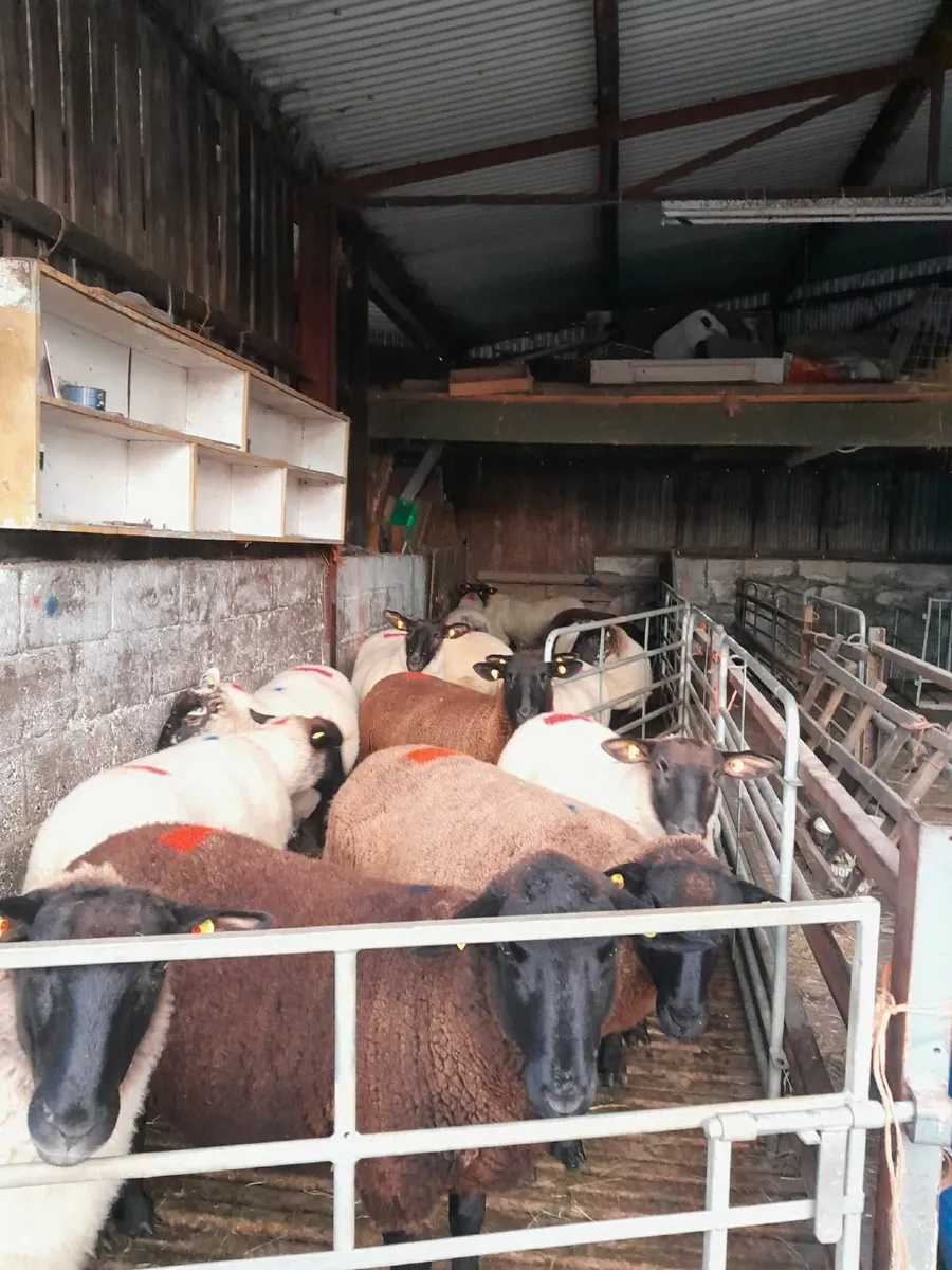 Suffolk ewe hoggets x 5 BLACK HOGGETS - Image 3