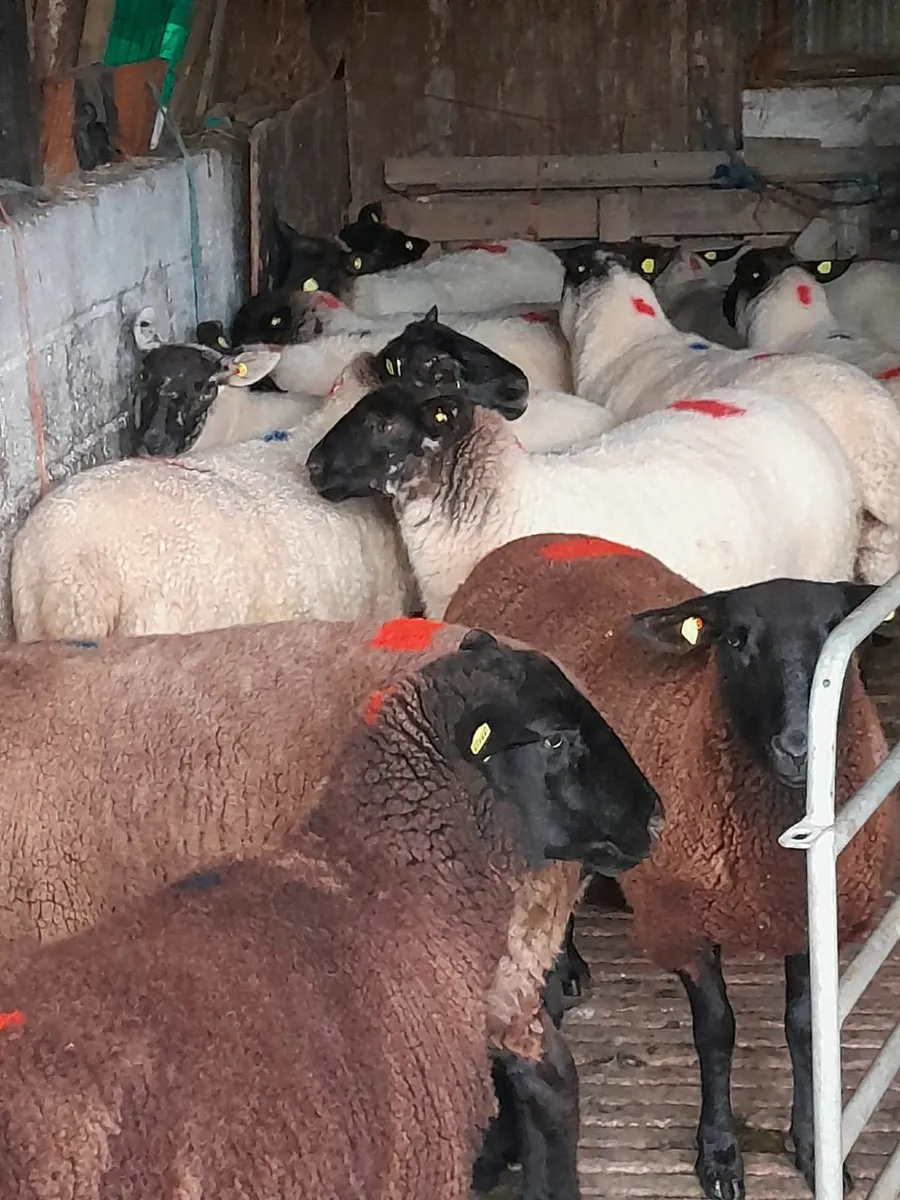 Suffolk ewe hoggets x 5 BLACK HOGGETS - Image 4
