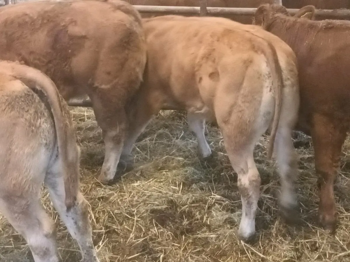 4 Top quality U grade LMX  Heifer's for sale - Image 1