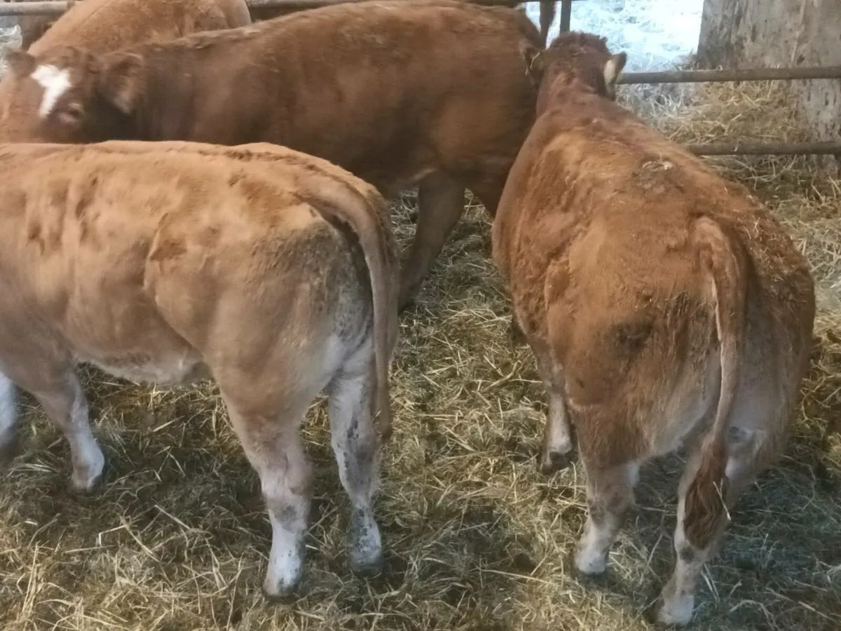 4 Top quality U grade LMX  Heifer's for sale - Image 2