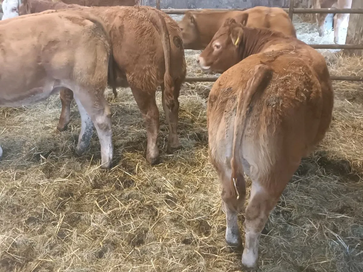 4 Top quality U grade LMX  Heifer's for sale - Image 4