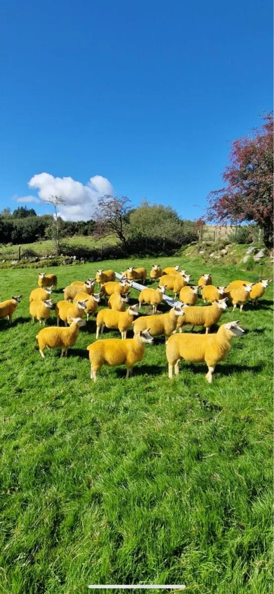 Texel cross ewe lambs - Image 1