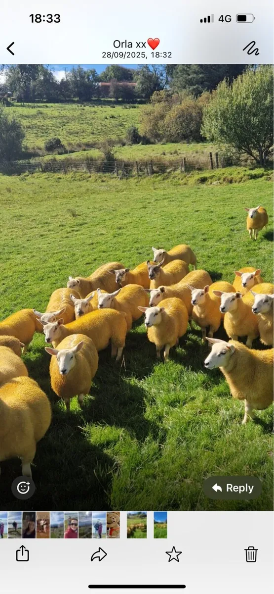 Texel cross ewe lambs - Image 2