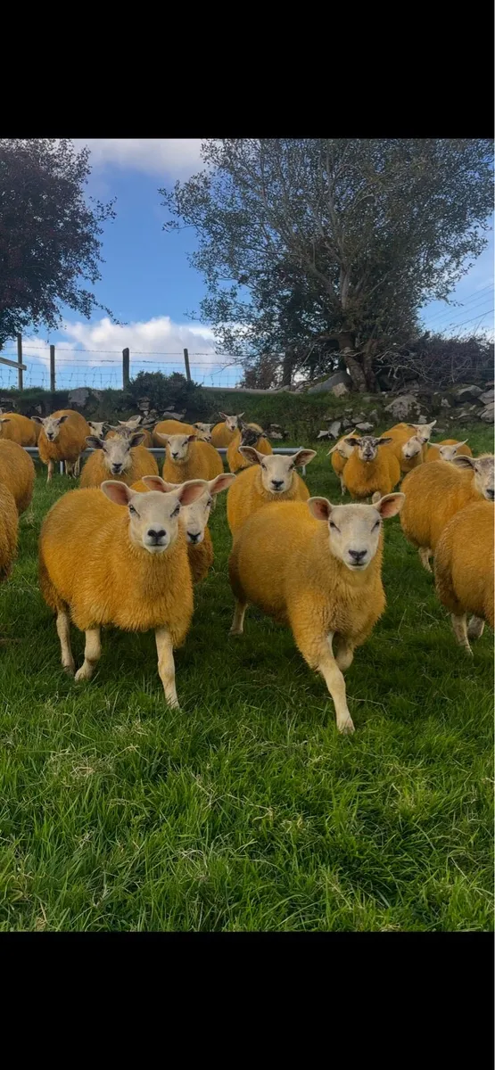 Texel cross ewe lambs - Image 3