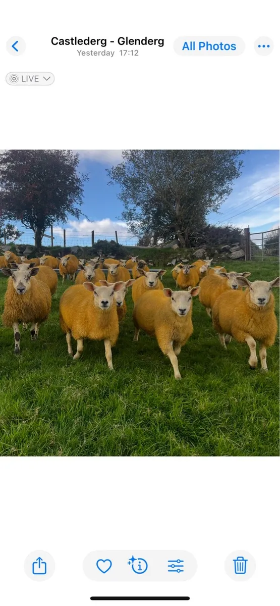Texel cross ewe lambs - Image 4