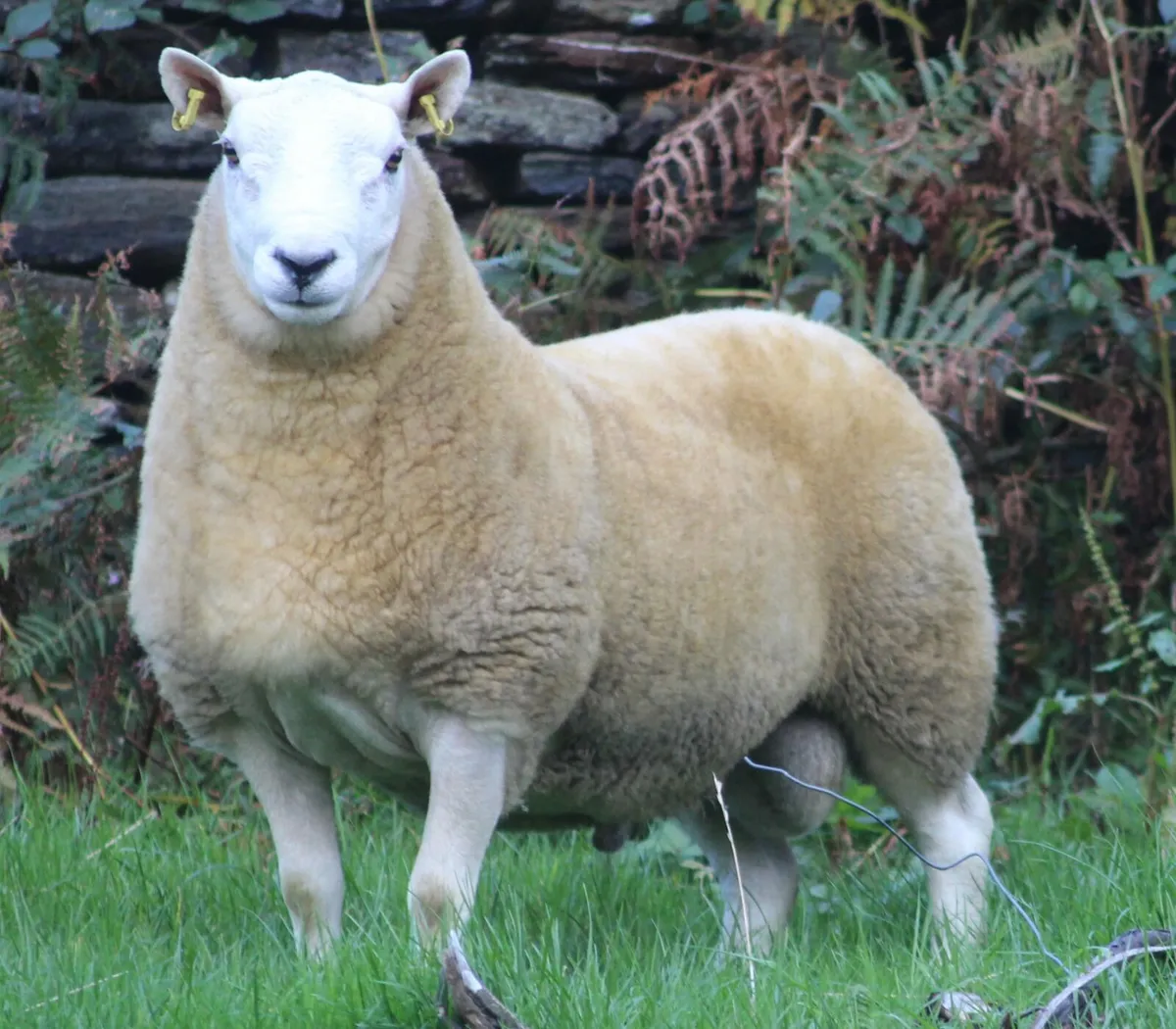 Cheviot sheep - Image 2
