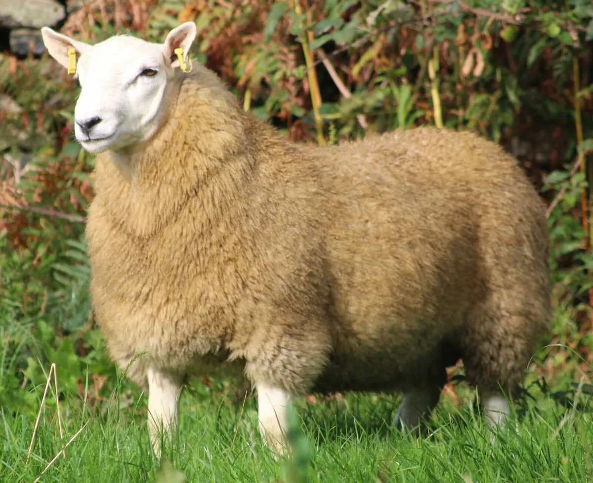 Cheviot sheep - Image 3