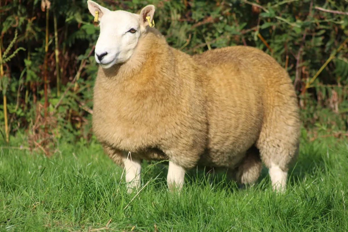 Cheviot sheep - Image 1
