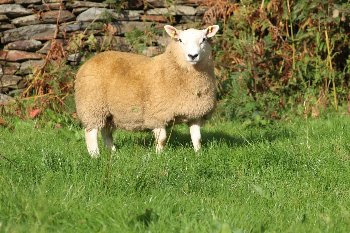 Cheviot sheep - Image 1