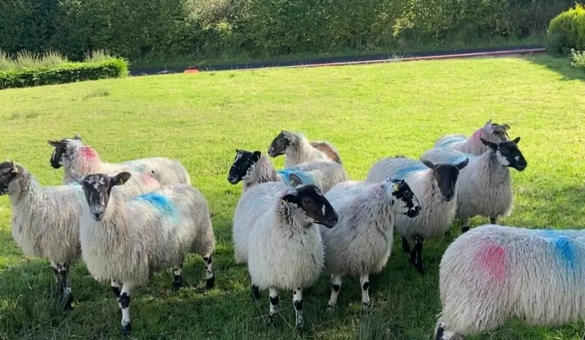 40kg mule ewe lambs - Image 2