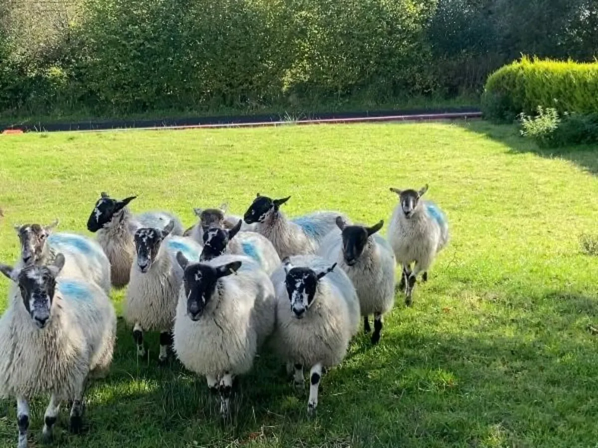 40kg mule ewe lambs - Image 3
