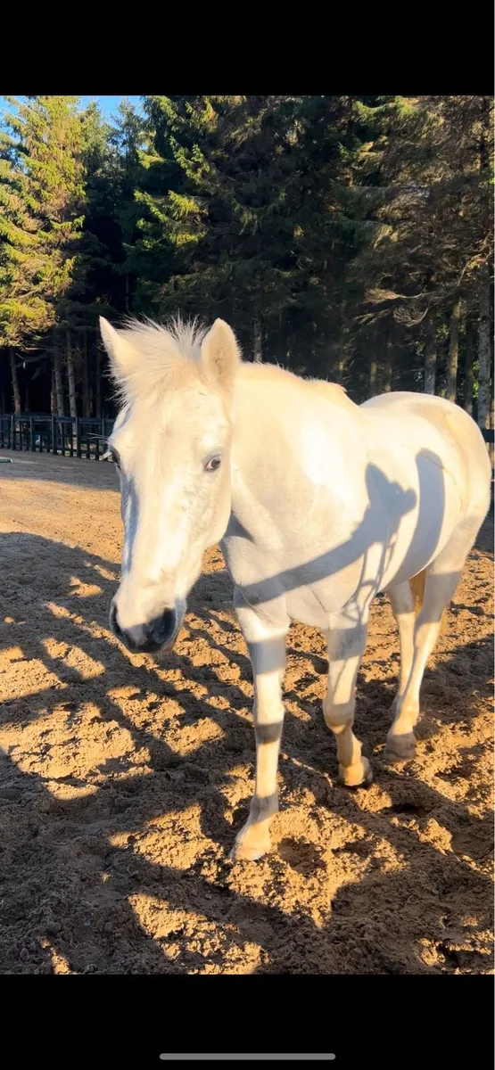 14.2 pony - Image 2
