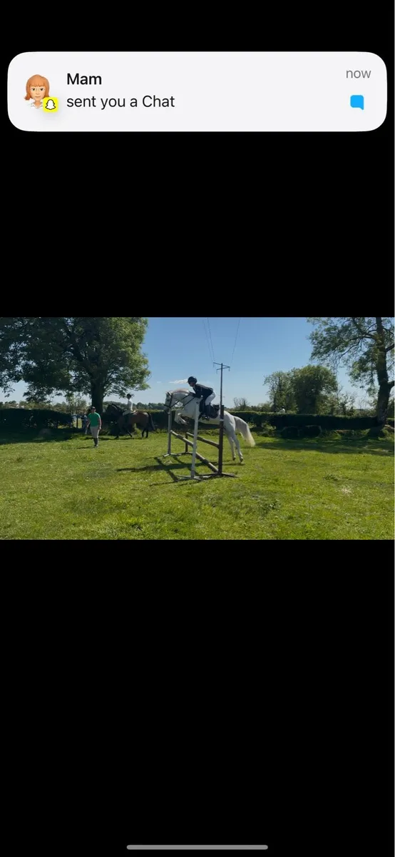 14.2 pony - Image 1