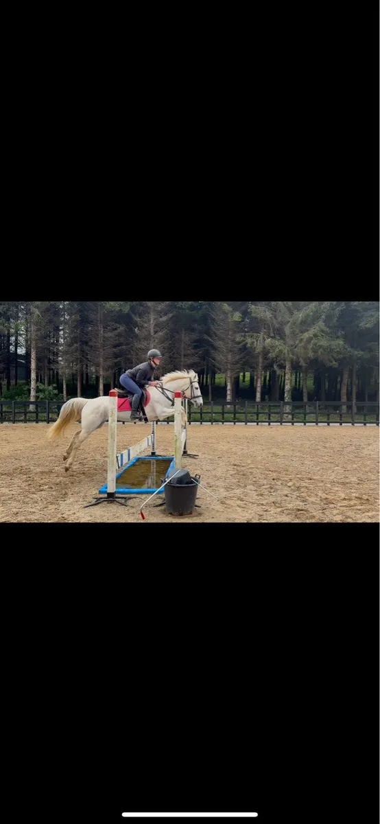 14.2 pony - Image 4