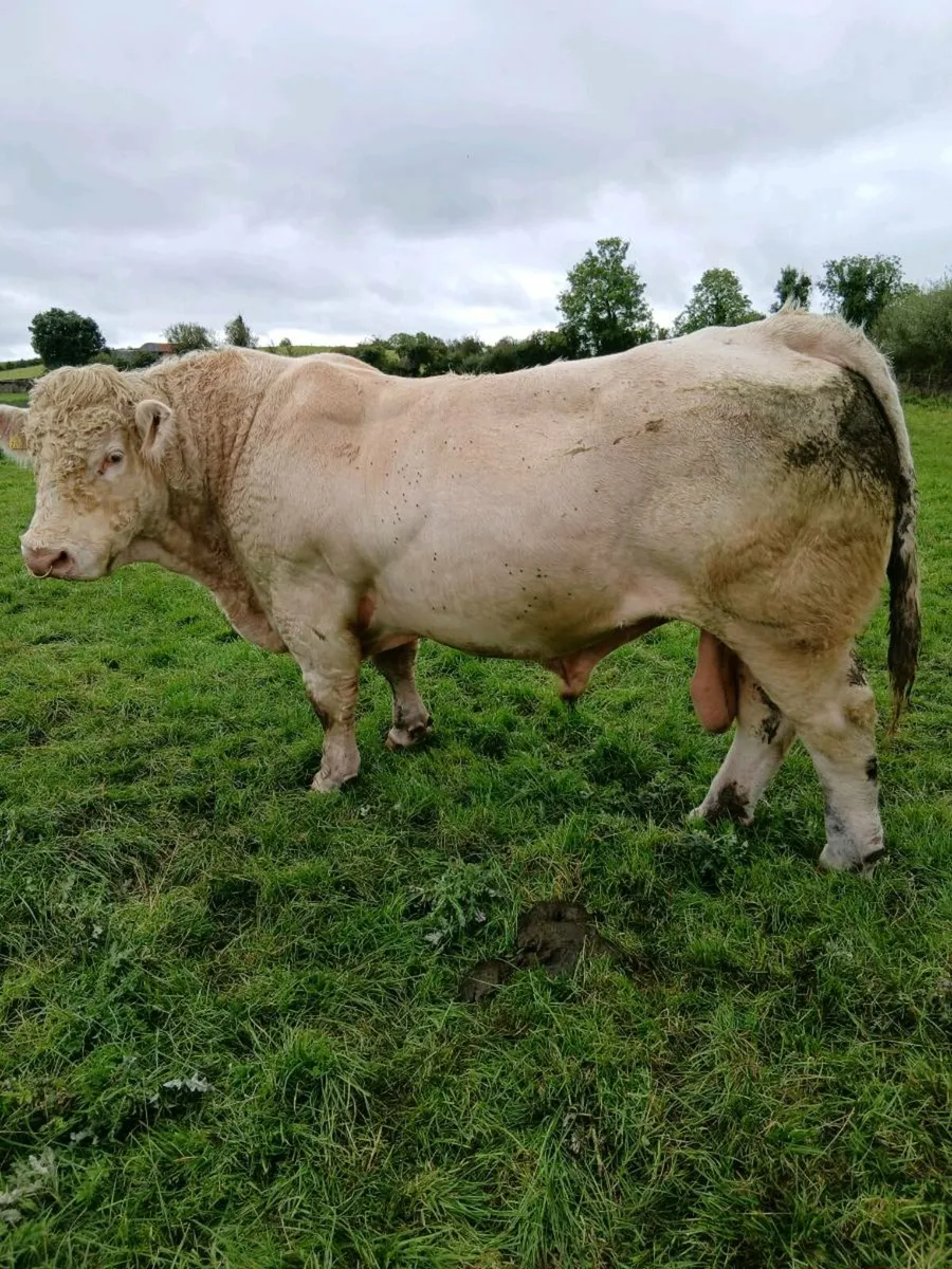 Charolais bull - Image 2