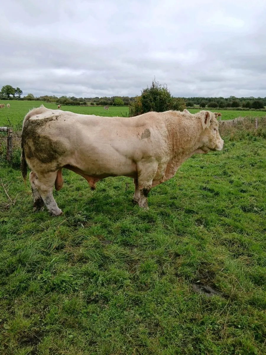 Charolais bull - Image 1