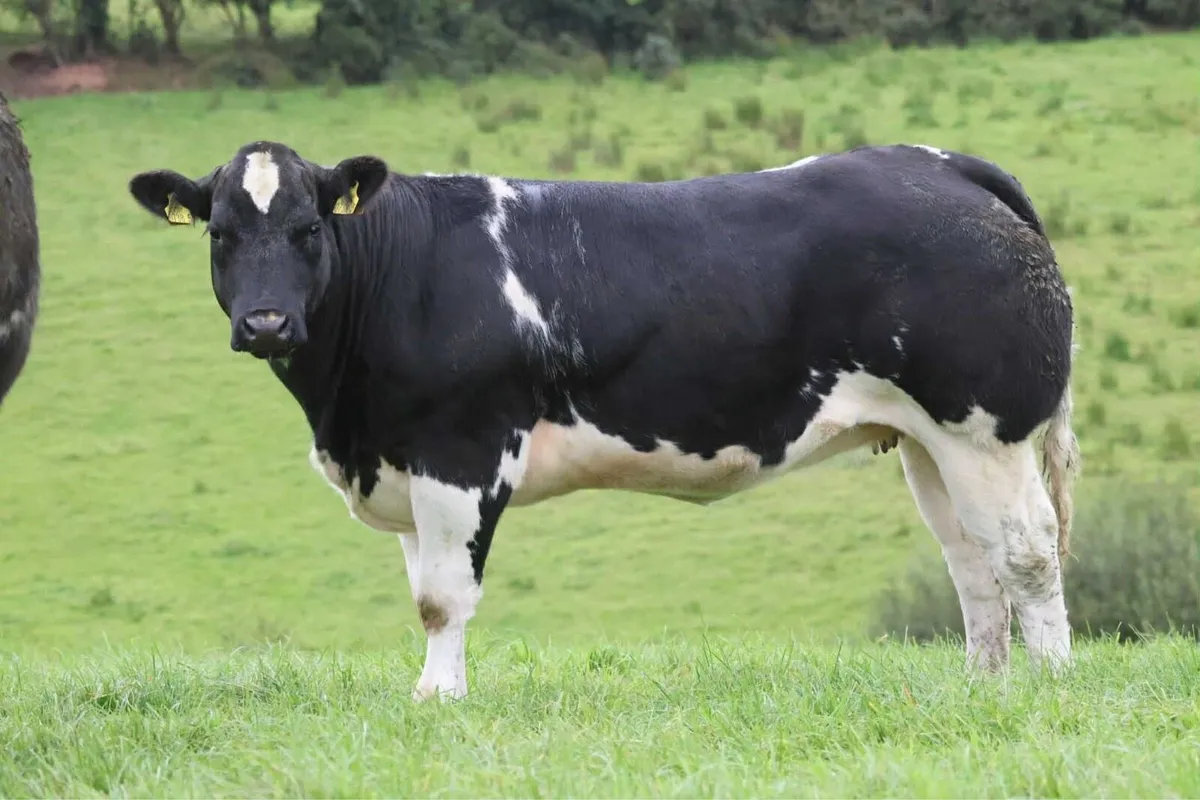 BREEDING HEIFER SALE CLOGHER MART - Image 2