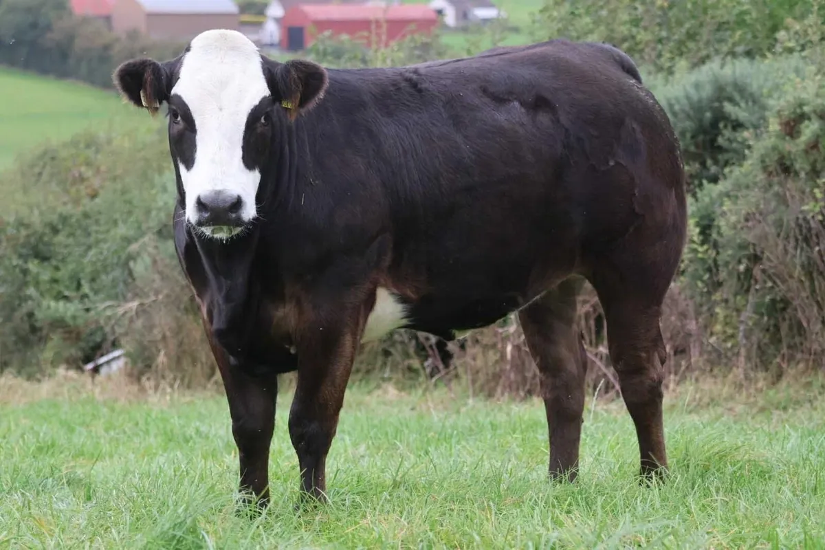 BREEDING HEIFER SALE CLOGHER MART - Image 4