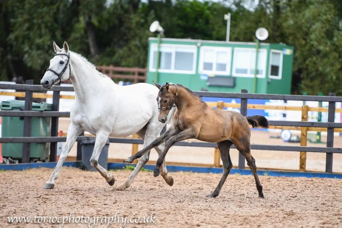 Filly foal by ERMITAGE KALONE x PACINO - Image 1