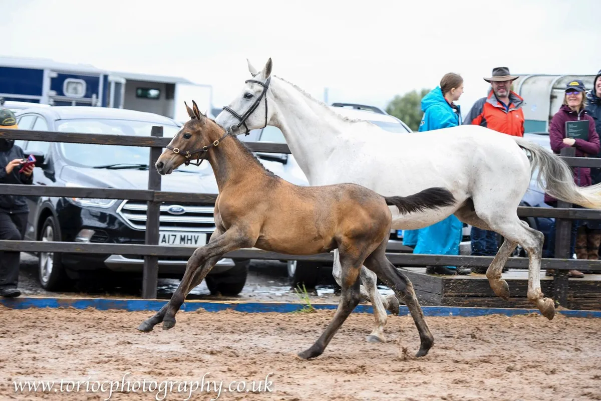 Filly foal by ERMITAGE KALONE x PACINO - Image 3