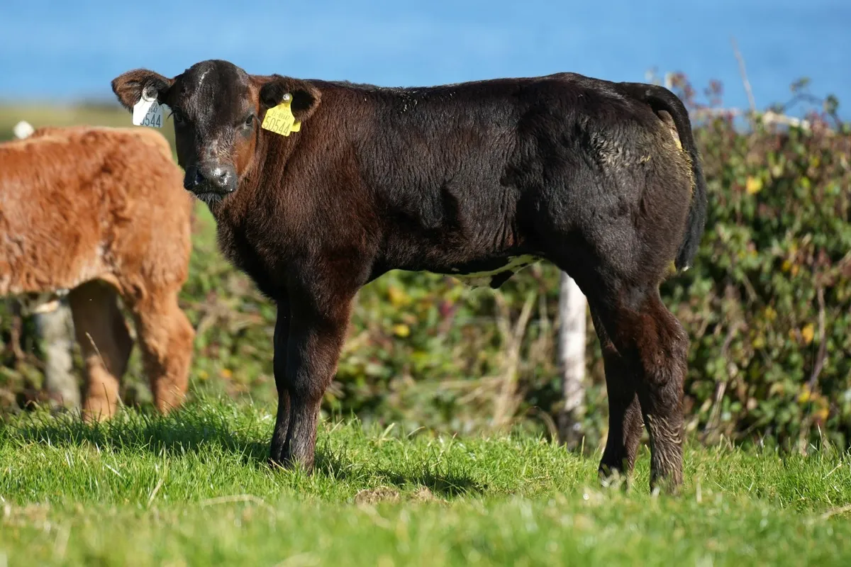 2 Show Cows & Blue Calves - Image 3