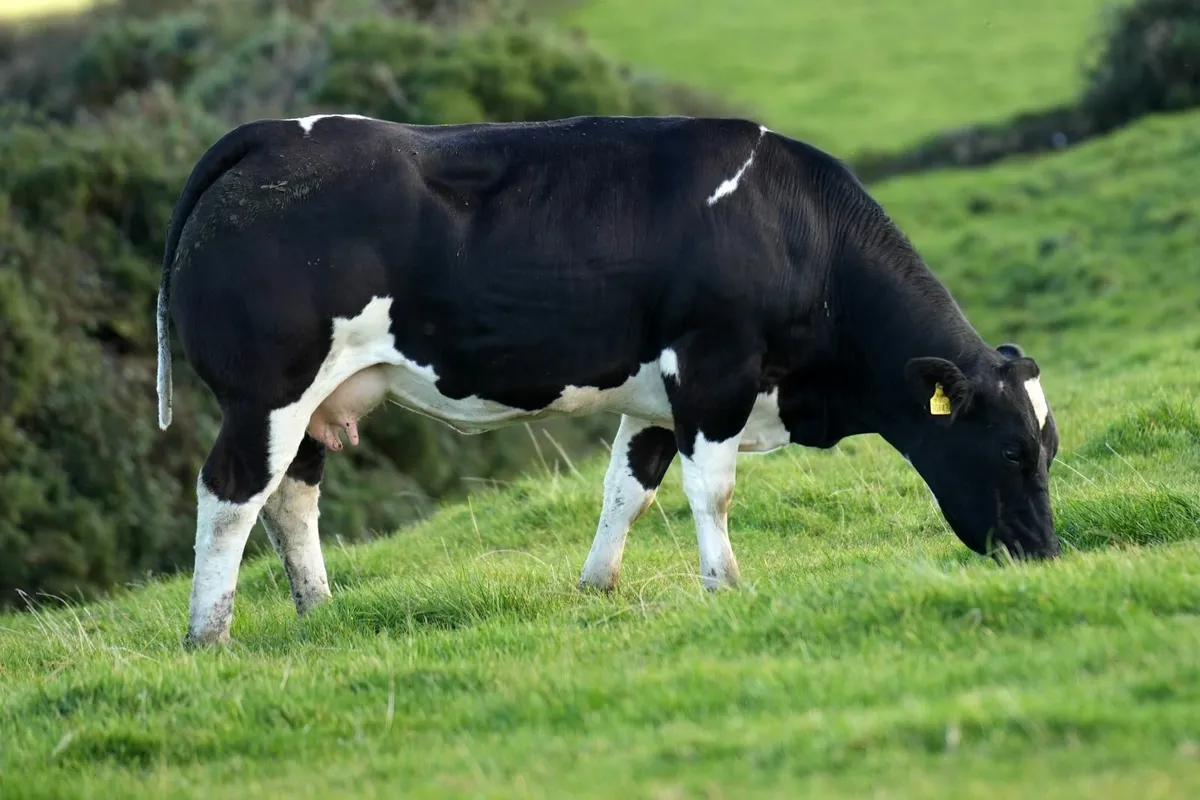 2 Show Cows & Blue Calves - Image 2
