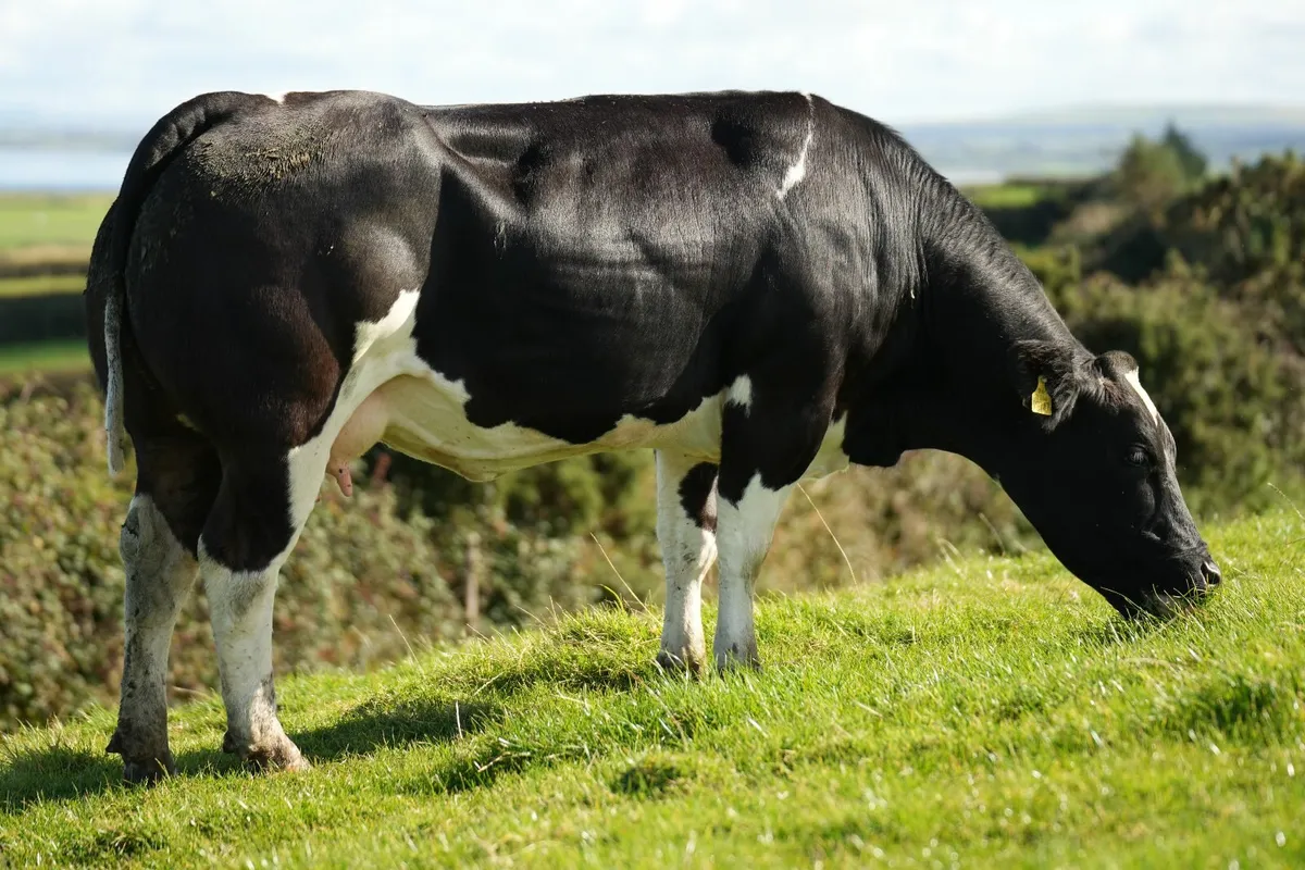 2 Show Cows & Blue Calves - Image 4
