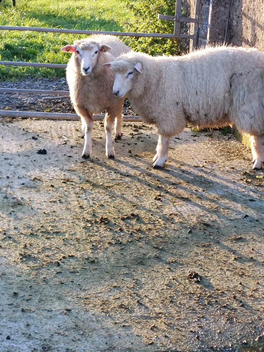 Galway ram lamb - Image 1