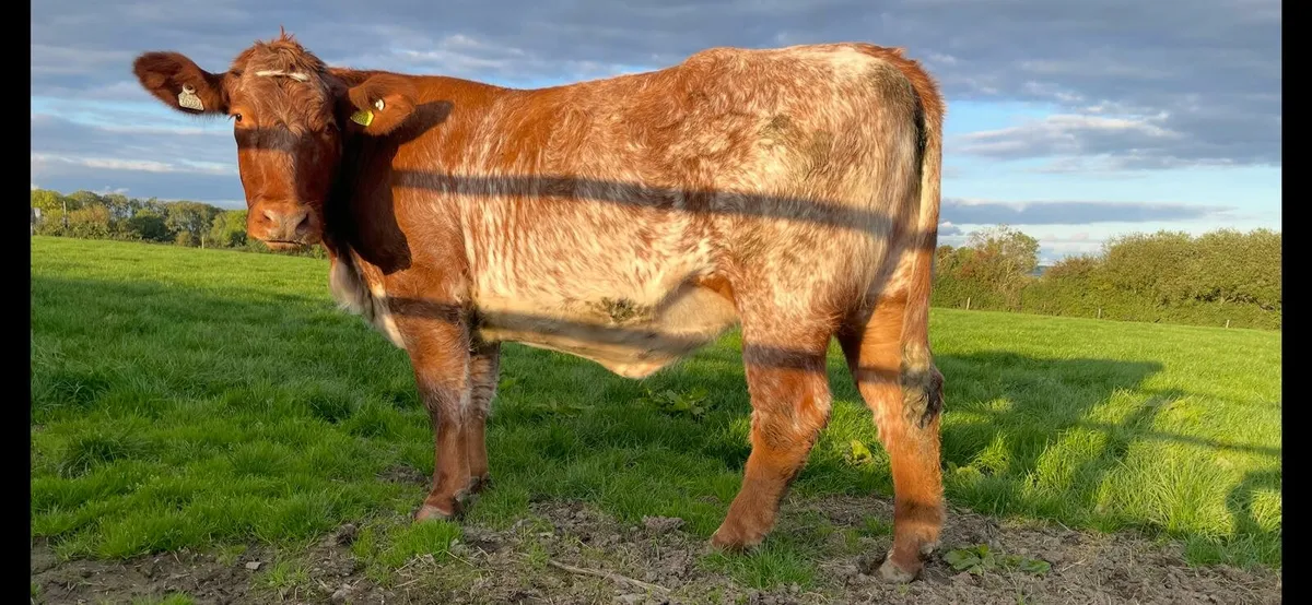 In-calf Shorthorn X Heifer - Image 1