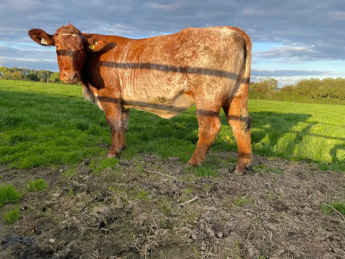 In-calf Shorthorn X Heifer - Image 2