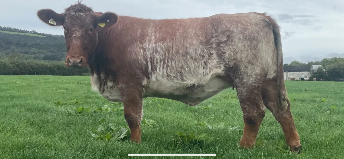 In-calf Shorthorn X Heifer - Image 3