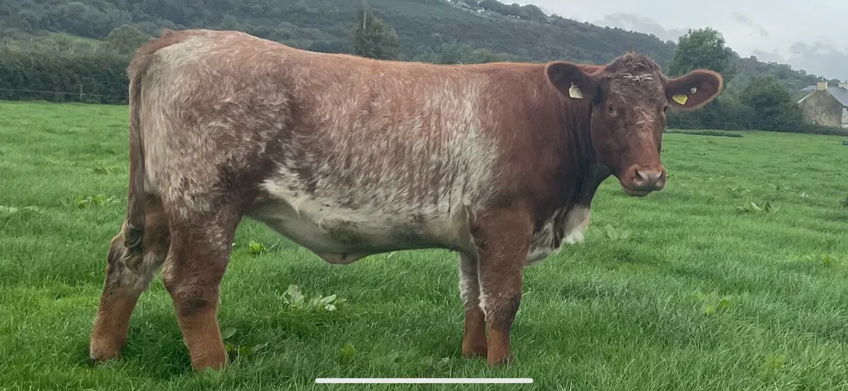 In-calf Shorthorn X Heifer - Image 4