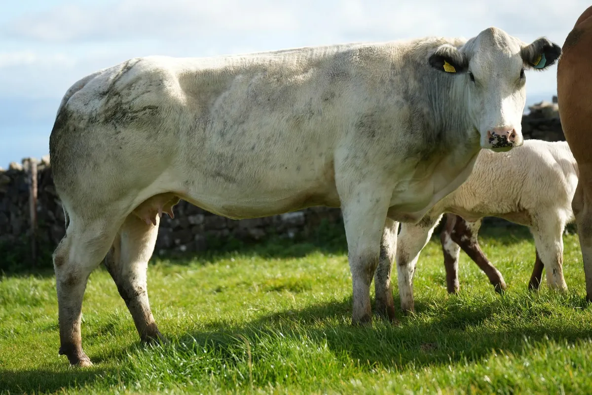 2 Exceptional Blue Cows & Heifer Calves - Image 2