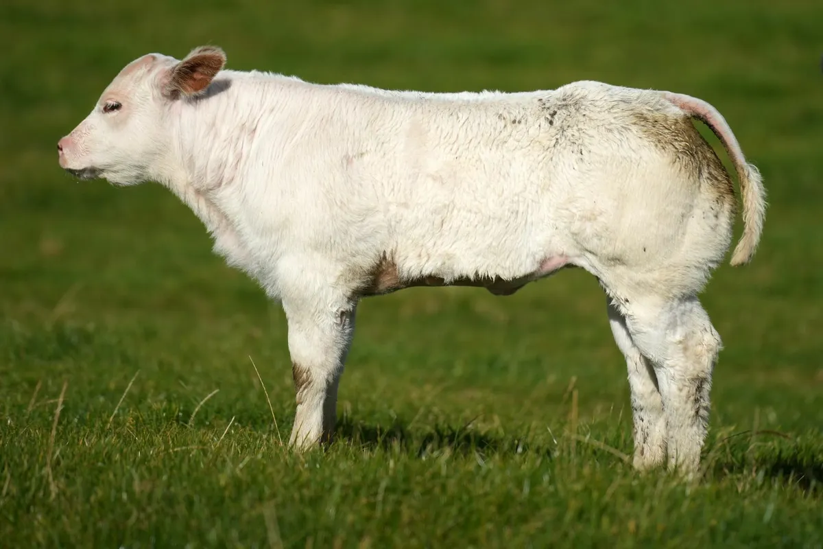 2 Exceptional Blue Cows & Heifer Calves - Image 3