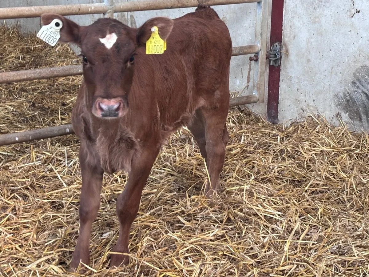Red Angus heifer calf for sale - Image 2