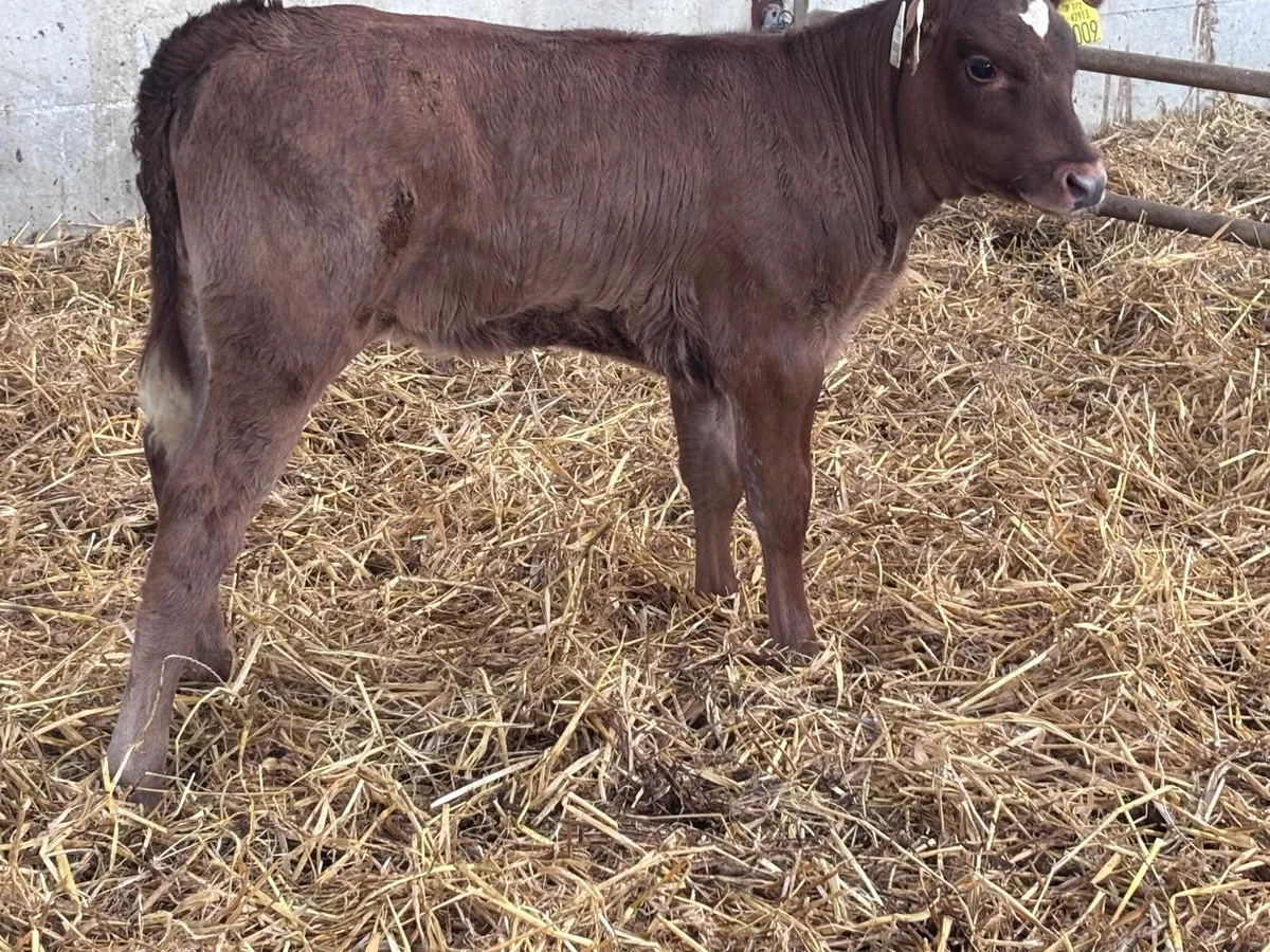 Red Angus heifer calf for sale - Image 1