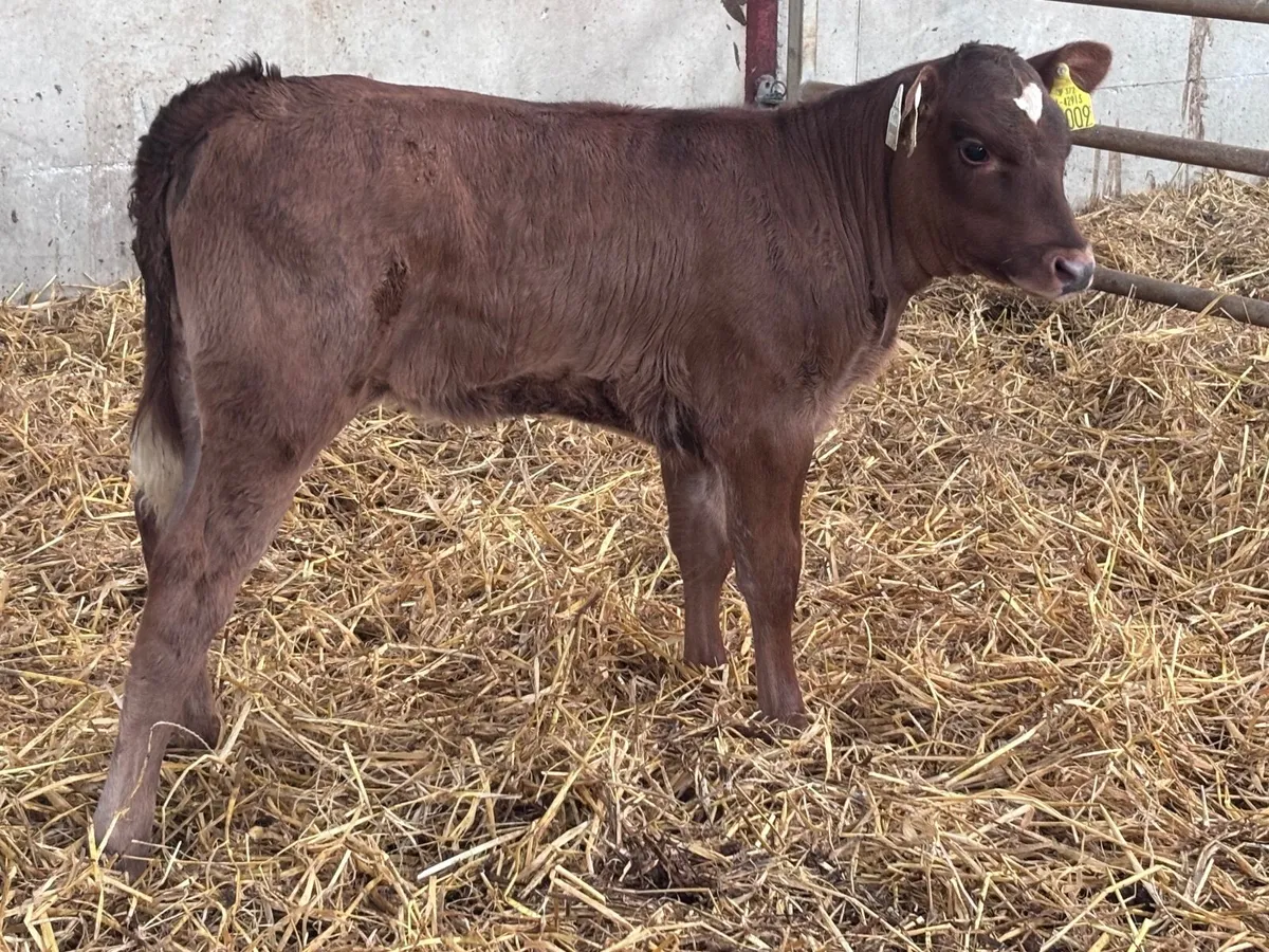 Red Angus heifer calf for sale - Image 3