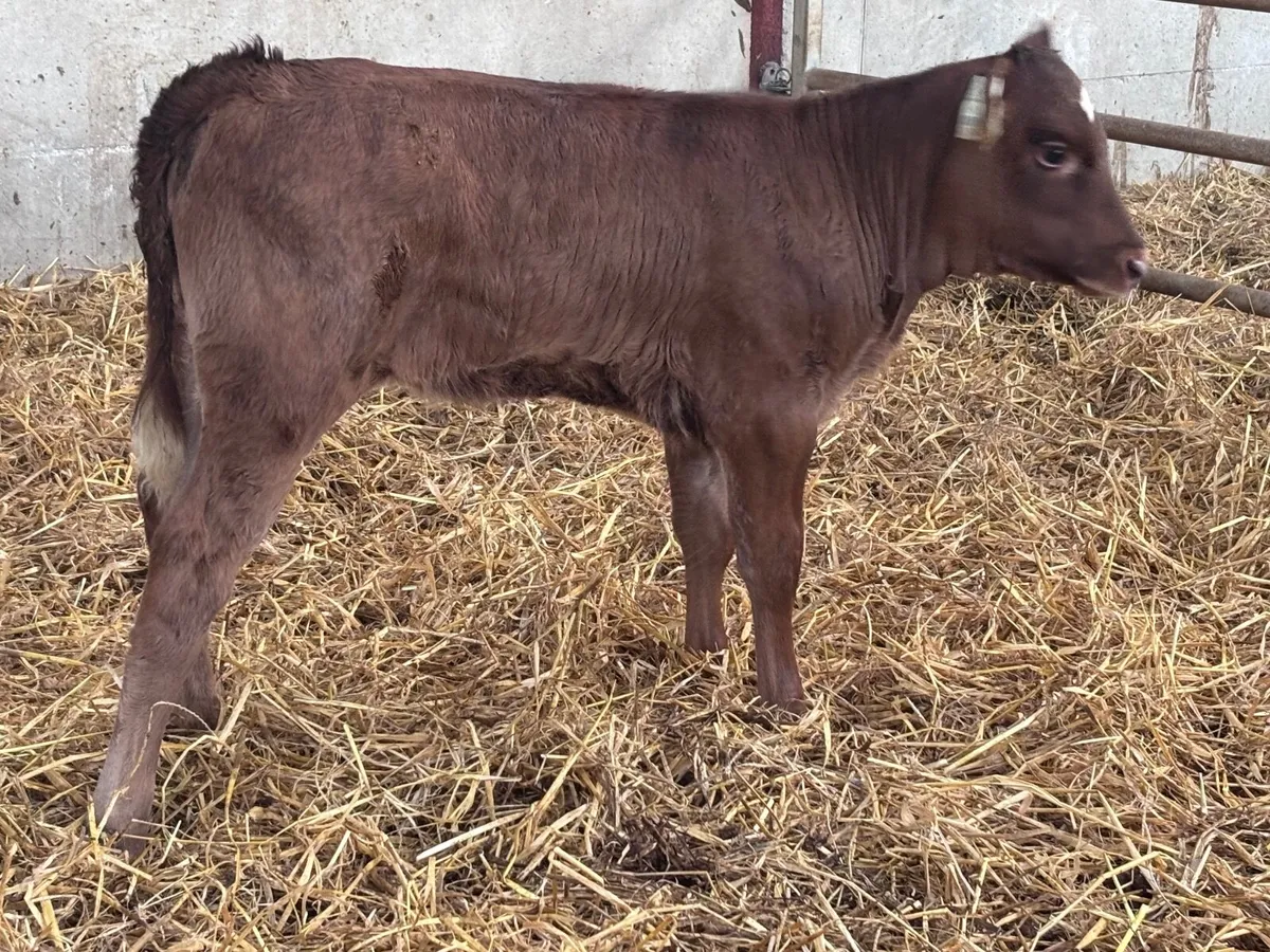 Red Angus heifer calf for sale - Image 4