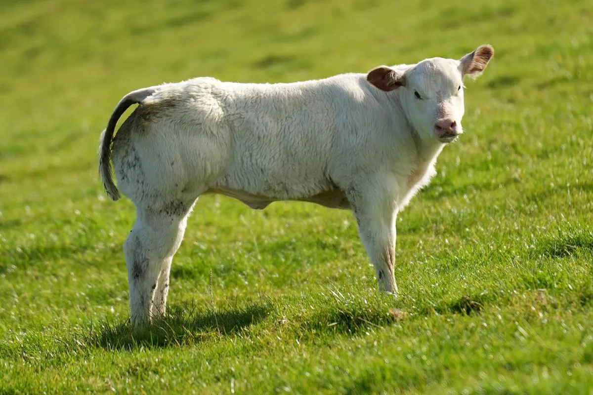 2 Exceptional Blue Cows & Heifer Calves - Image 4
