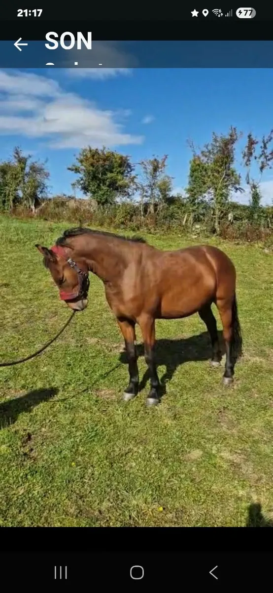 Horse - Image 2