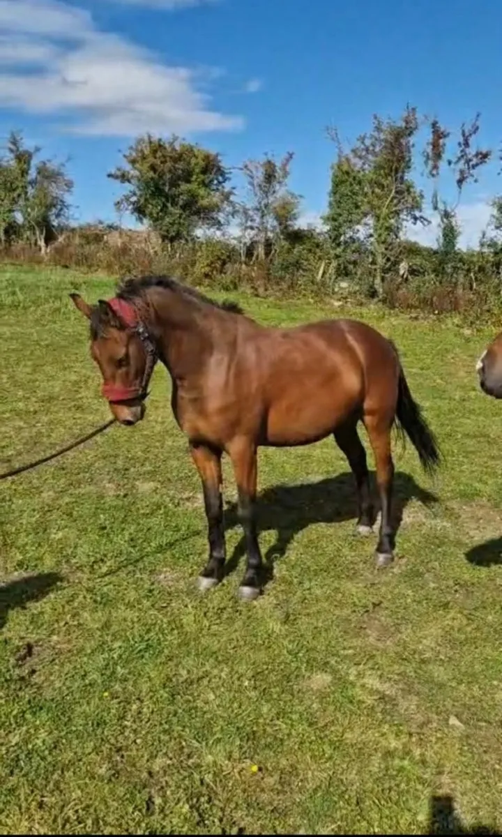 Horse - Image 3