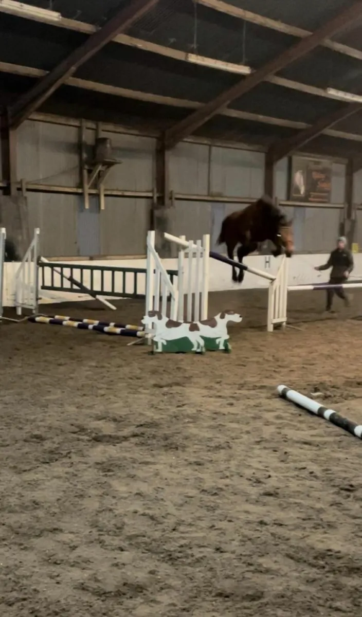 Horse - Image 4
