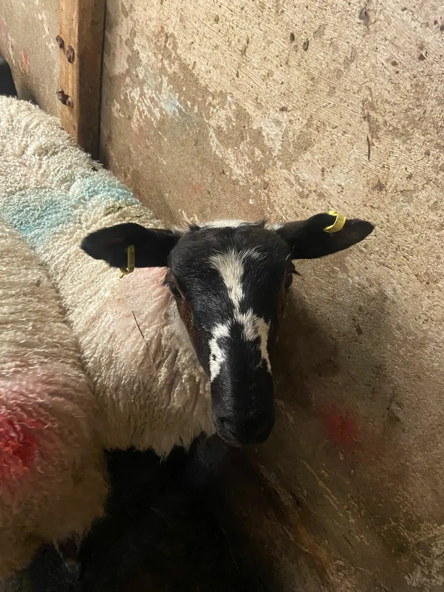 40kg mule ewe lambs - Image 1