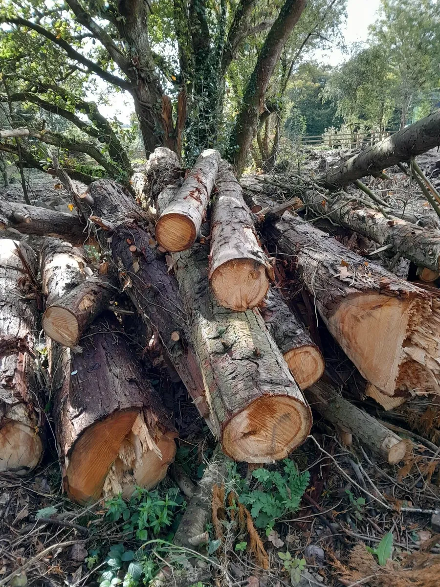 Timber Logs - Image 2