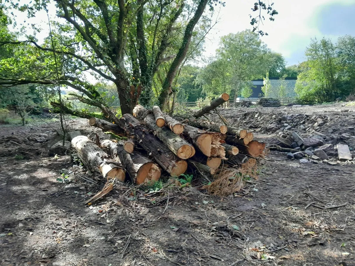 Timber Logs - Image 3