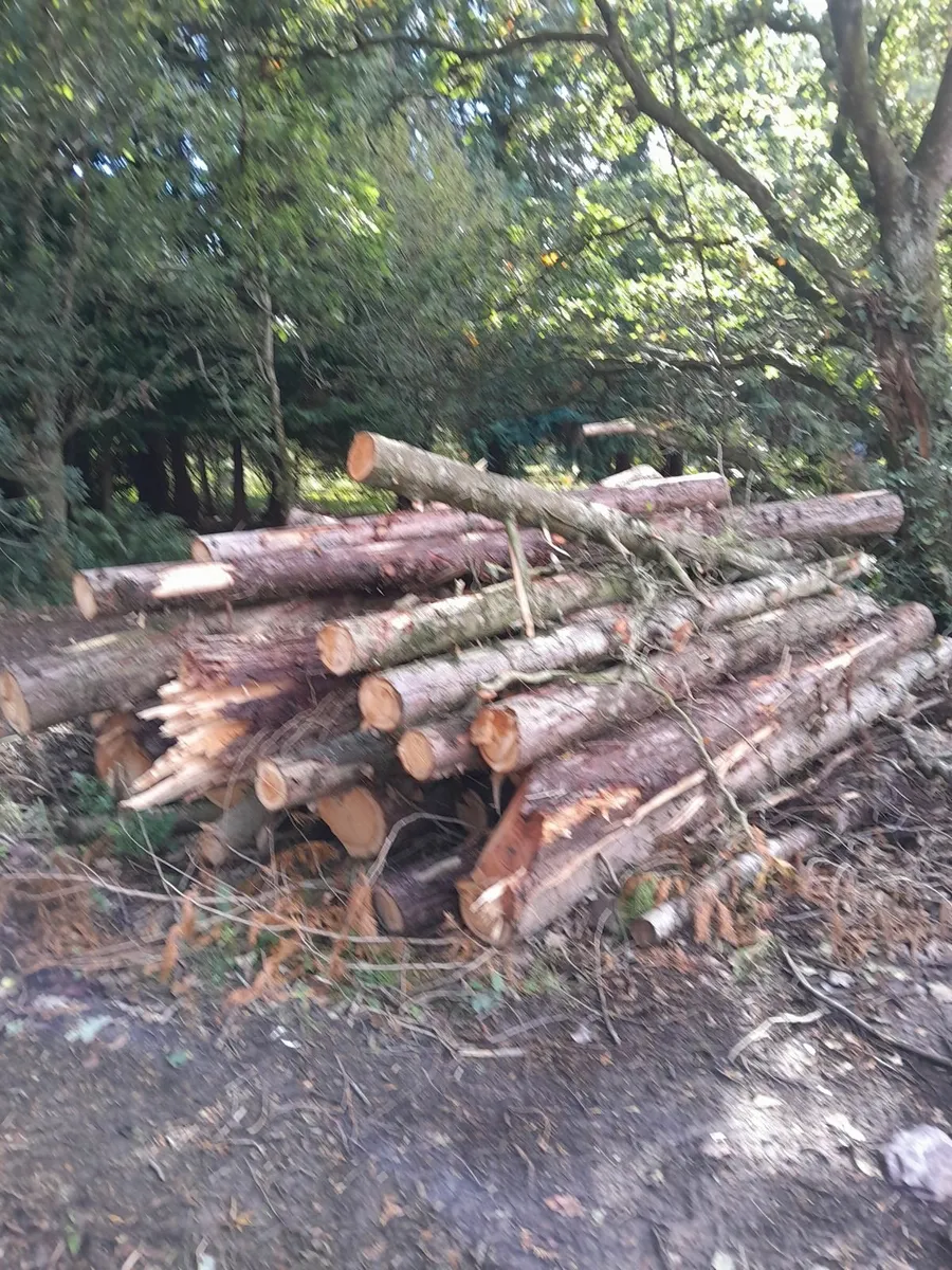 Timber Logs - Image 1