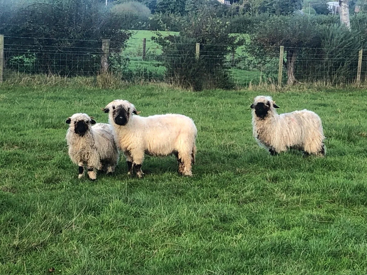 Blacknose valais sheep - Image 1